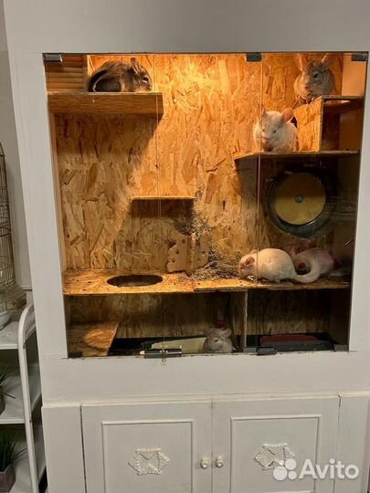 Шиншиллы Щенята