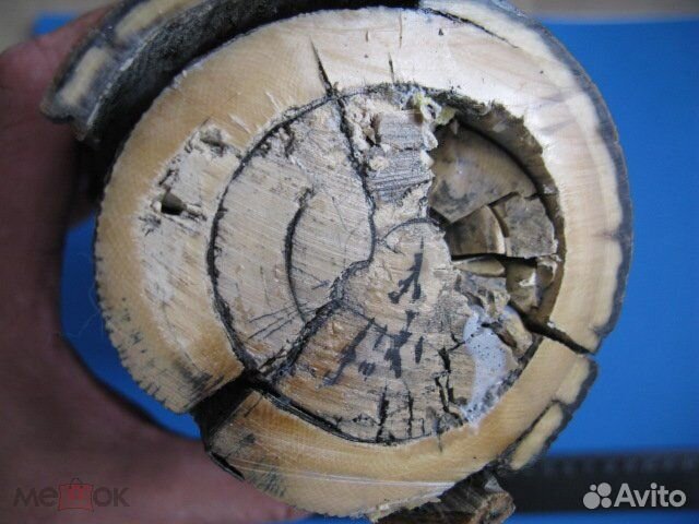 Бивень мамонта 2,2 кг. №3 Цена за весь кусок