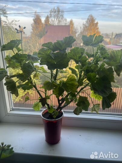 Пеларгония герань