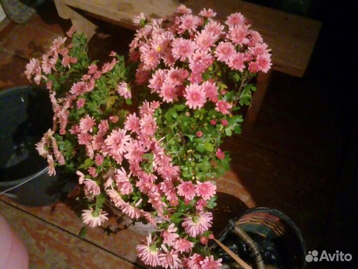 Хризантемы мультифлора