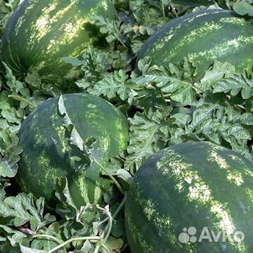 Арбузы дыни оптом