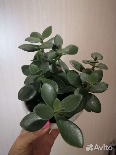 Крассула толстянка