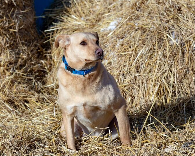 Абрау собака