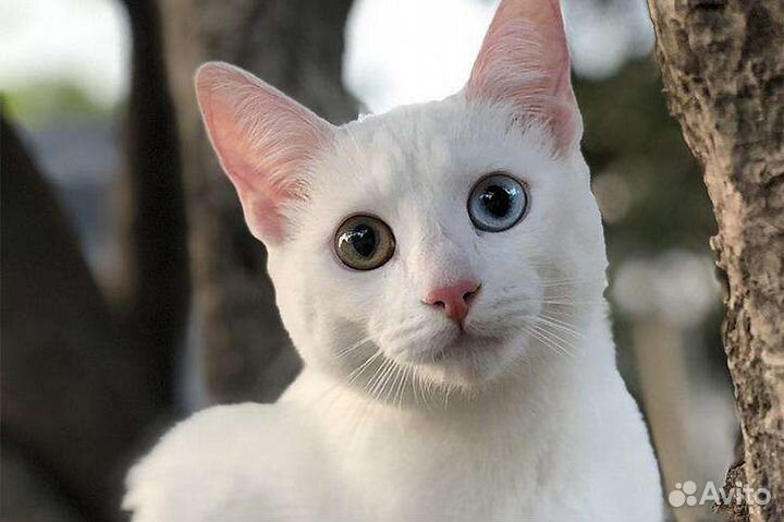 Кошка блогер съёмки рекламы