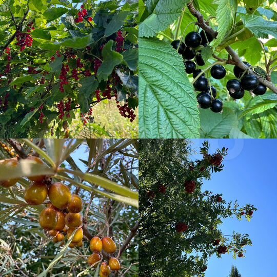 Дача 30 м² на участке 6 сот.