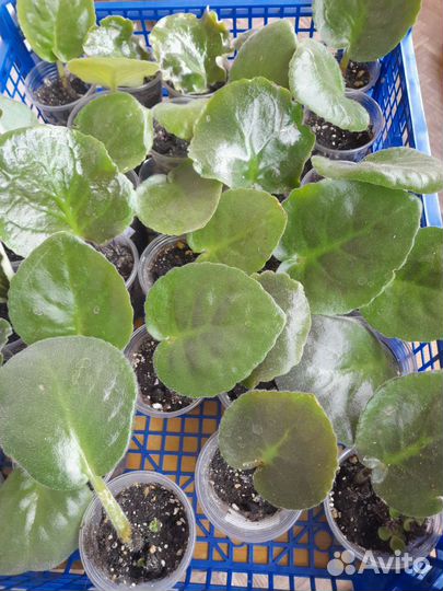 Укорененные листочки фиалок