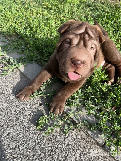 Собака шарпей