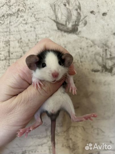 Крысята Дамбо большой выбор