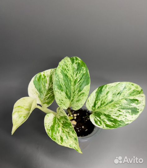 Эпипремнум марбл квин, себу блю, пиннатум, нджой