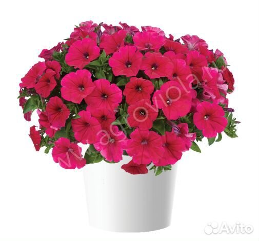 Вегетативная петуния серии Cascadias