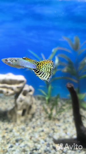Гуппи, синодонт, анцитрус, улитки