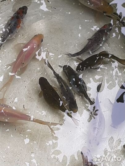 Мальки кометы