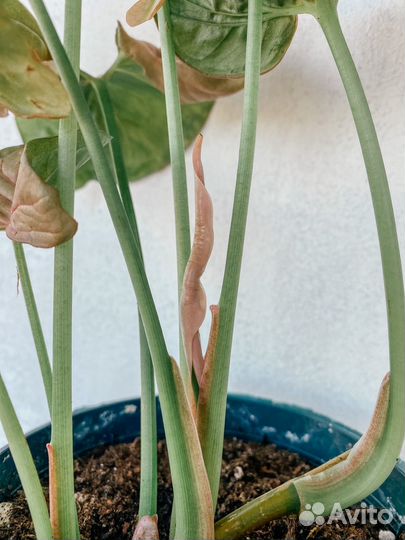 Сингониум неон пинк