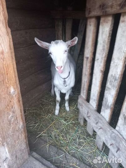 Продам козлят