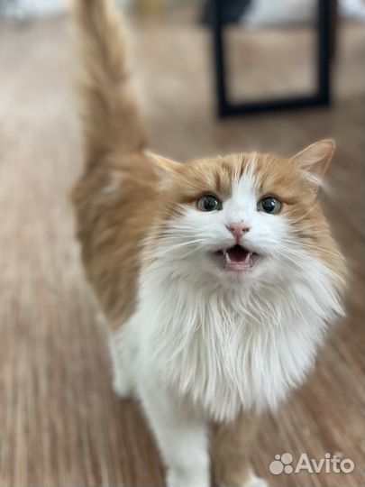 Кошка рыжая