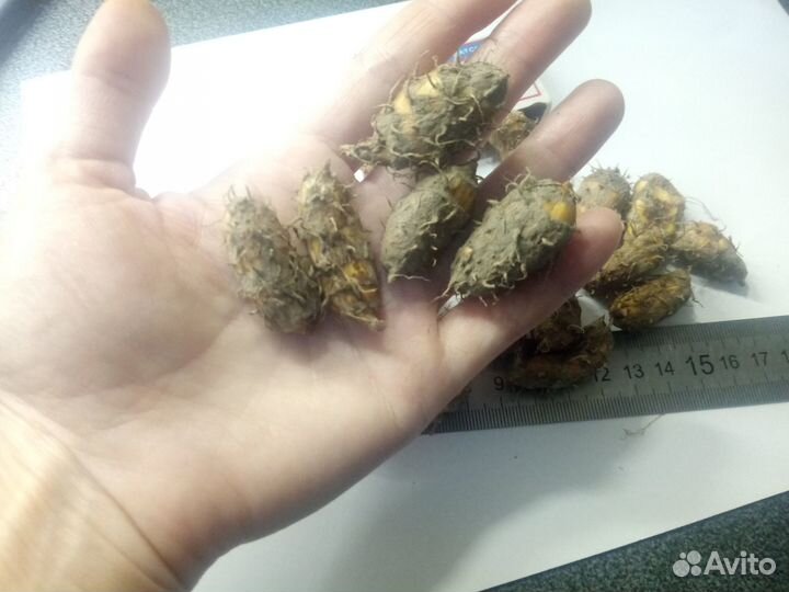 Чуфа гигантская 5 сортов земляной миндаль