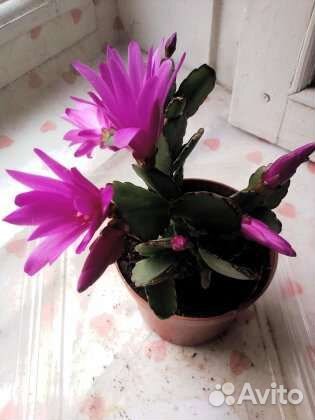 Декабрист, рипсалидопсис, шлюмбергера