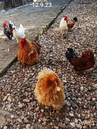 Карлик. петух Кох. Шёлк. Бентамки