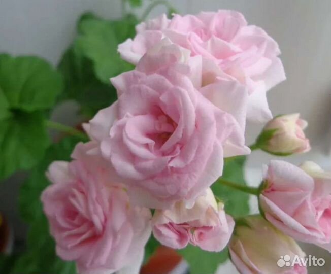 Пеларгония герань