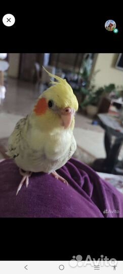 Попугай корелла ручной