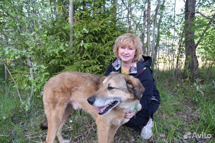 Собака в добрые руки отдам бесплатно