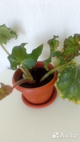 Бегония воротничковая