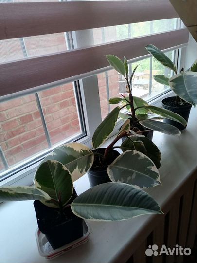 Фикус тинеке