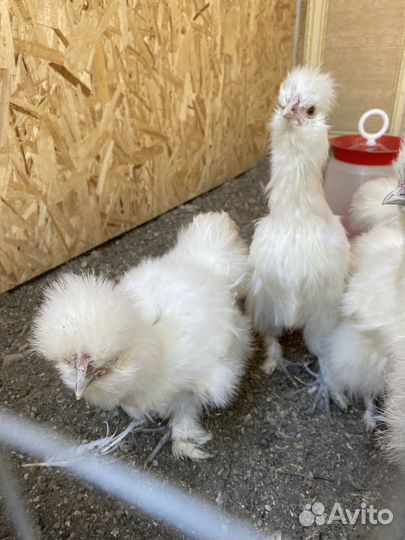 Инкубационное яйцо шелковых кур