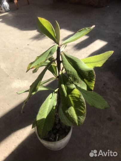 Синадениум