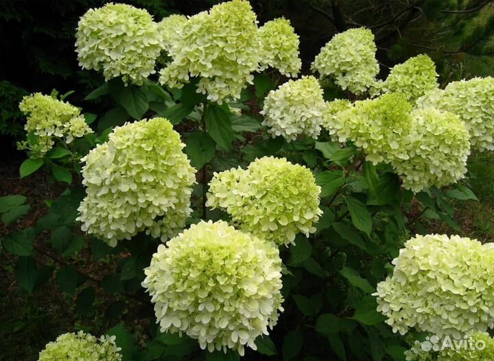 Гортензия метельчатая и крупнолистная
