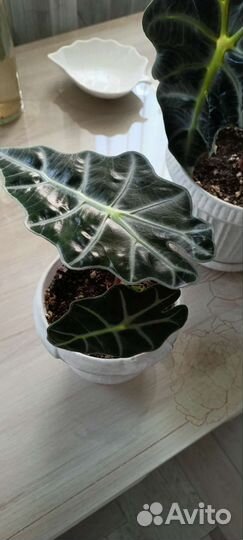 Алоказия полли