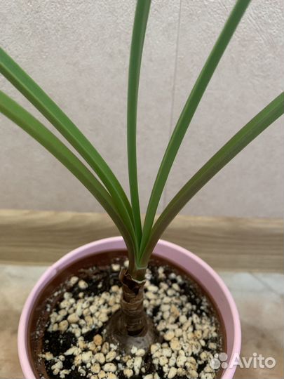 Шпрекелия комнатный цветок