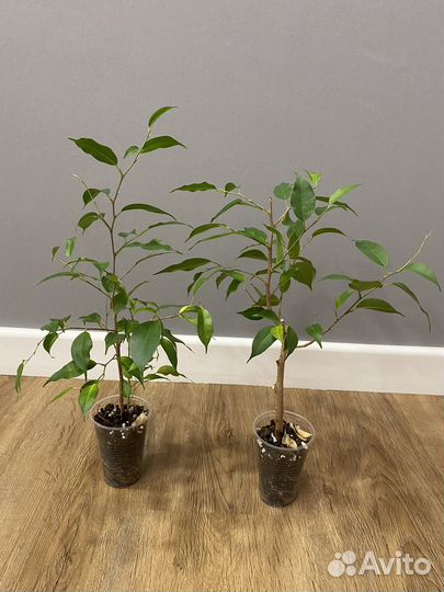 Фикус бенджамина