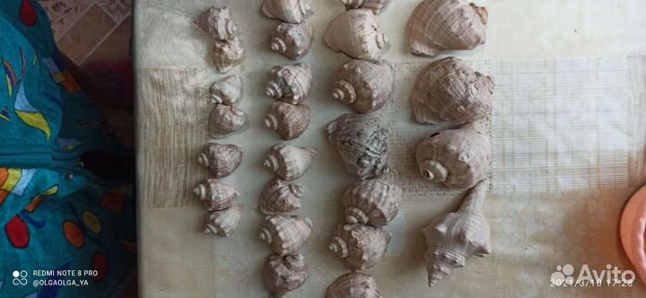 Морские ракушки