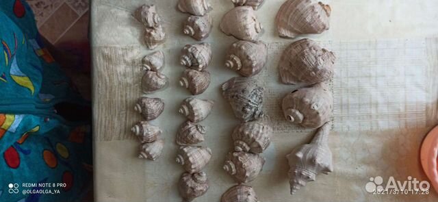 Морские ракушки