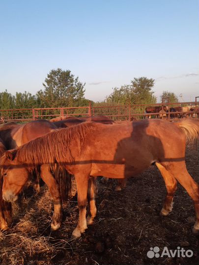 Кобылы, старший возраст