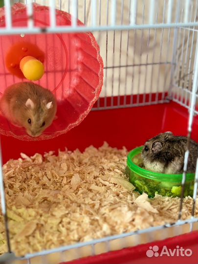 Джунгарский хомяк с клеткой