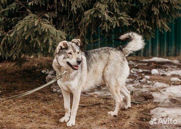 Шикарный Крузо в добрые руки