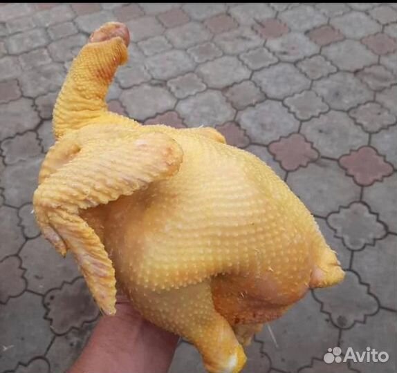 Мясо домашних кур