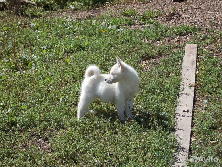 Собаки щенки лайки