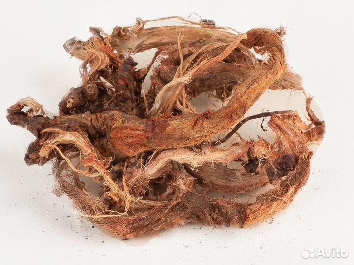 Красный корень