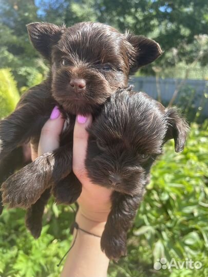 Шоколадный йорк