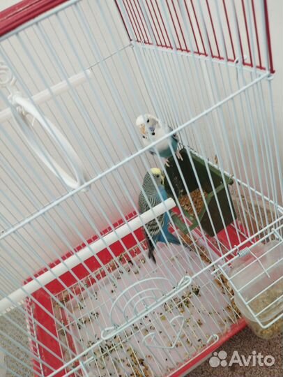 Продам волнистых попугаев