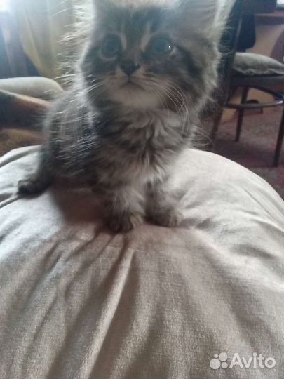 Кошка/котенок серая