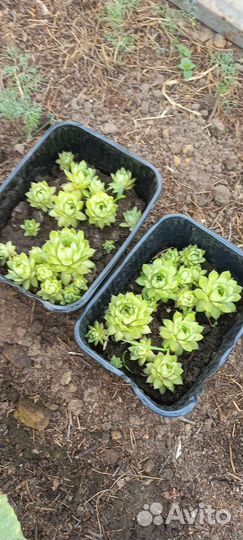 Суккуленты, молодило