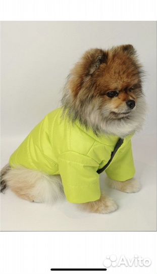 Одежда на маленькую собаку