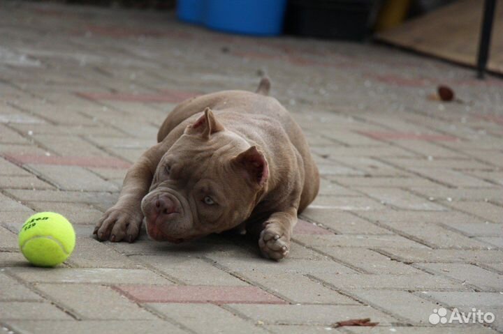 Булочки, булли, щеночки Американские)