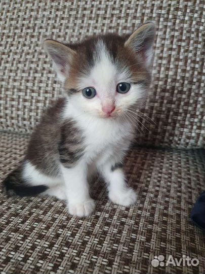 Кошка в дар бесплатно