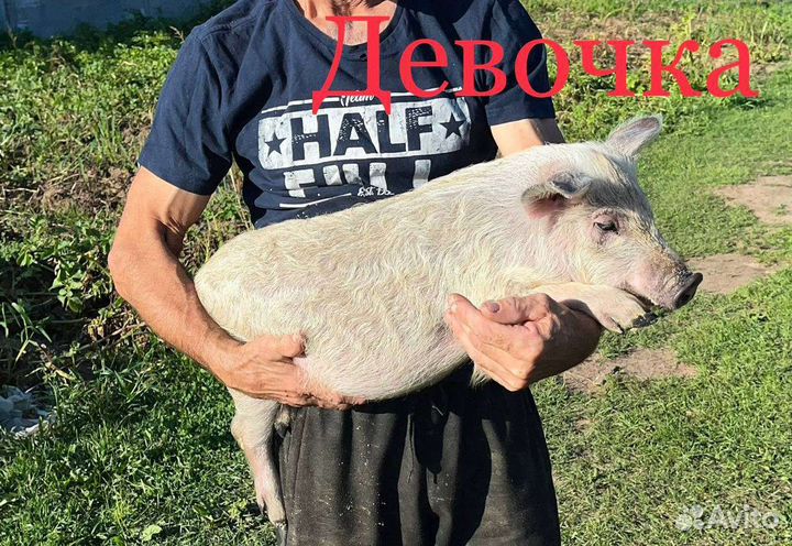 Поросята - Дюрок + Мангал