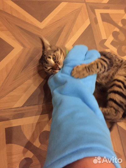 Перчатки для игры с котами